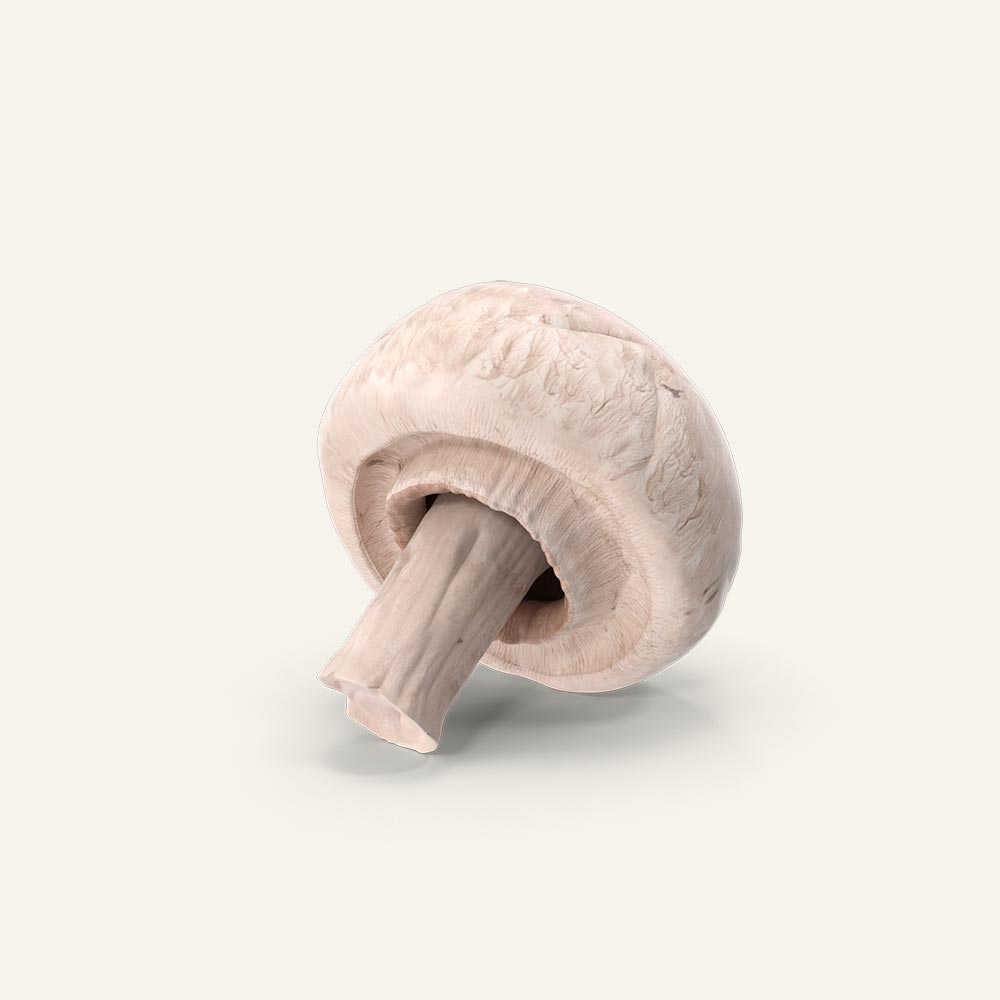 Button-Mushroom.H03.2k.jpg